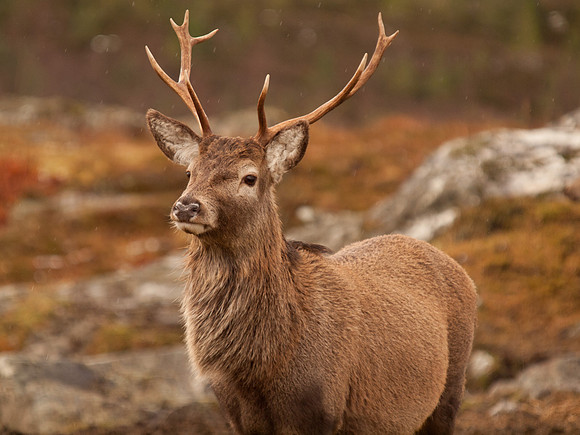 Cannich Deer