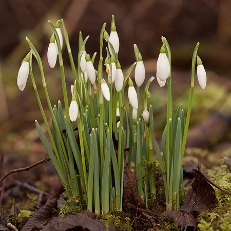 Snowdrops