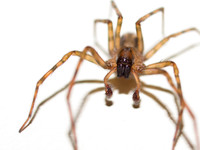 House Spider