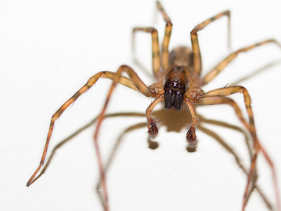 House Spider