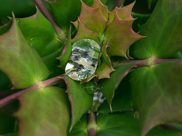 Garden Plant