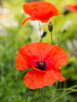 Garden Flower