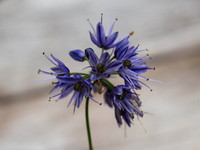 Garden Flower
