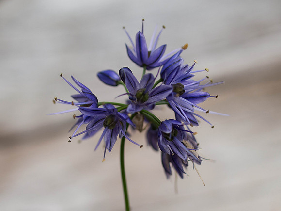 Garden Flower