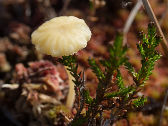 20130825-Sgorr na Diollaid-V8250053