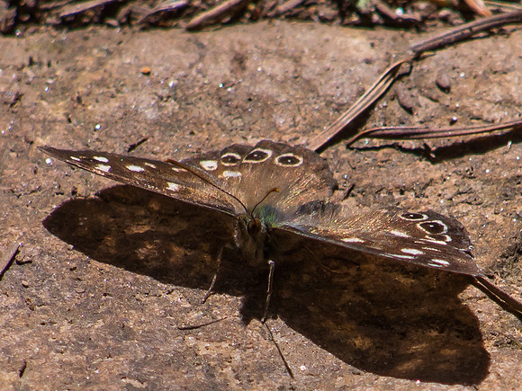 20130831-Balmacaan-V8310002