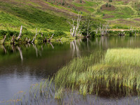 Glen Cannich