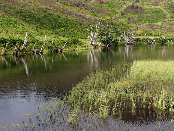 Glen Cannich
