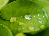 Garden Plant