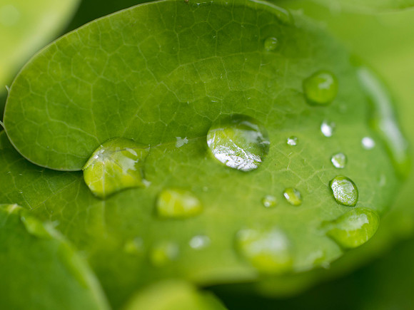 Garden Plant