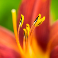 Garden Flower