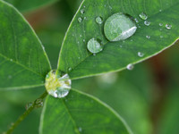 Garden Plant