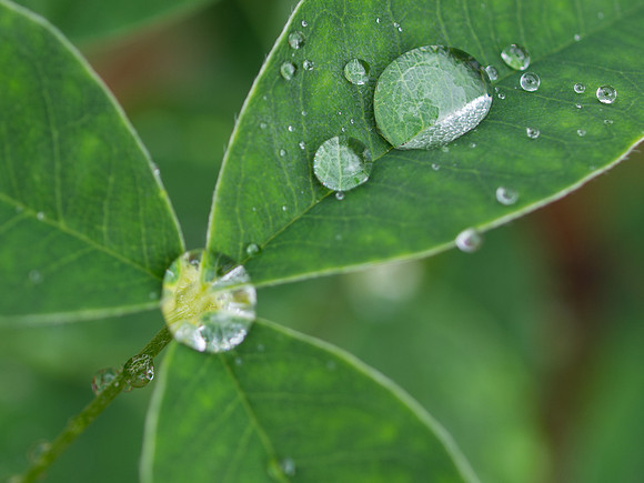 Garden Plant