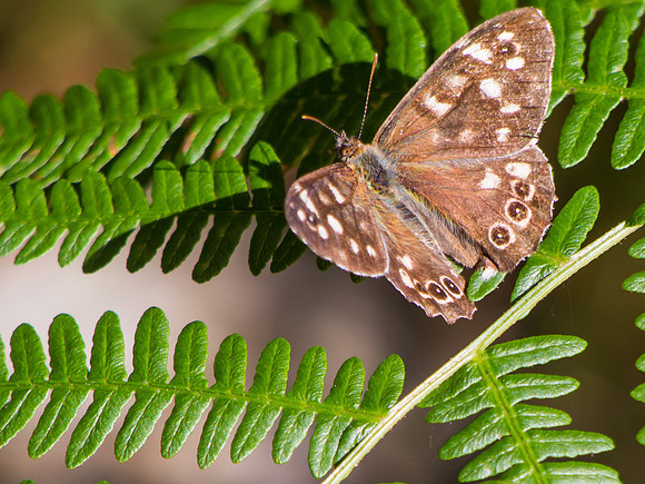 20130831-Balmacaan-V8310004