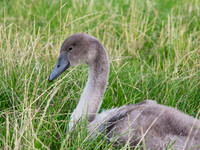 Loch Ness Cygnet