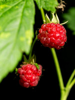 Wild Raspberries