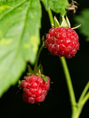 Wild Raspberries