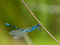 Damselfly