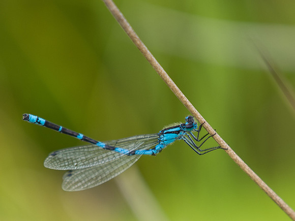 Damselfly