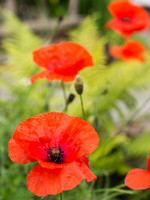 Garden Flower