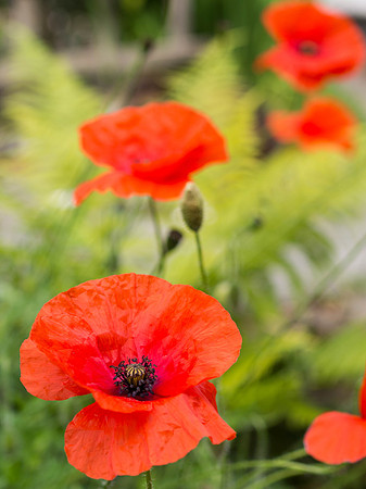Garden Flower