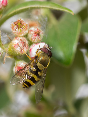 Hoverfly on Cotoneaster Flower