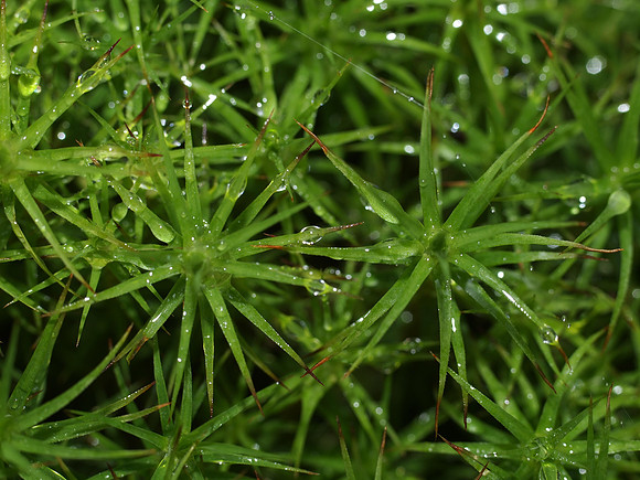 Soggy Moss