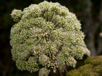 20100803-Glen Strathfarrar-P8038780