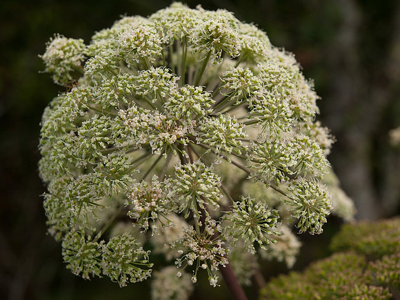 20100803-Glen Strathfarrar-P8038780