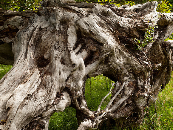 20100803-Glen Strathfarrar-P8038739
