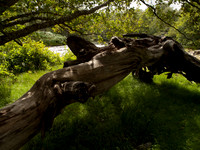 20100803-Glen Strathfarrar-P8038745