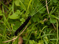 20100803-Glen Strathfarrar-P8038752