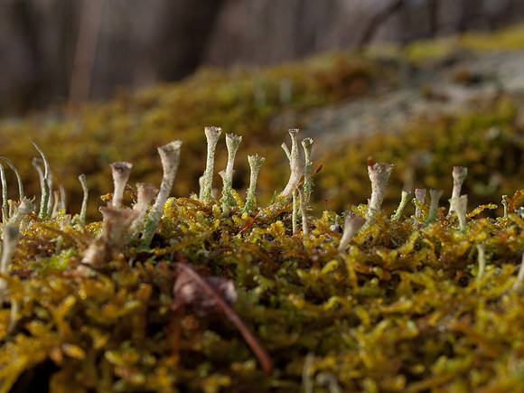 20110212-Urquhart Bay Woods-P2120501