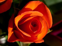 20110205-Flower-P2050361