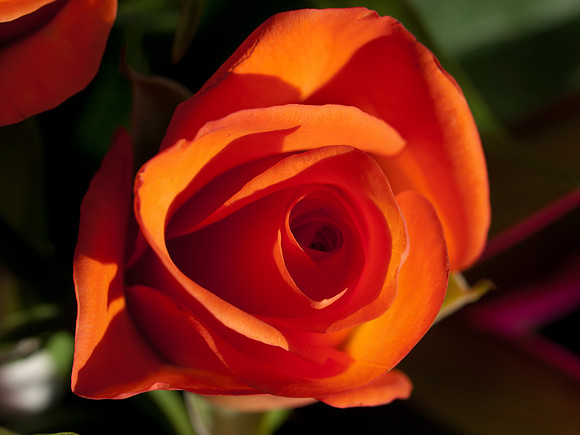 20110205-Flower-P2050361