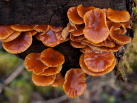 20110212-Urquhart Bay Woods-P2120536