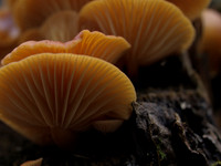 20110206-Urquhart Bay Woods-P2060406