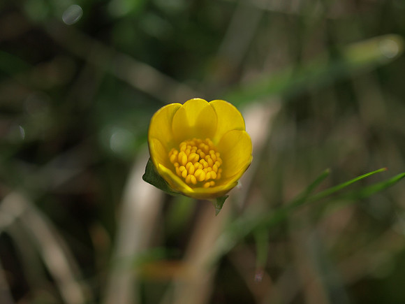 20110409-Sandaig-P4091870