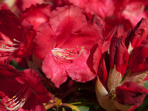 20110427-Garden-Q4270263