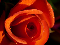 20110205-Flower-P2050364