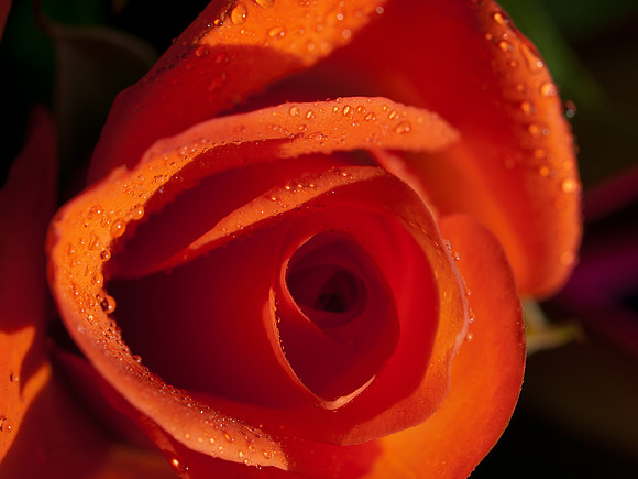 20110205-Flower-P2050364
