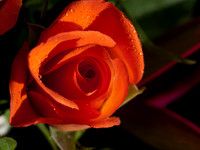 20110205-Flower-P2050363