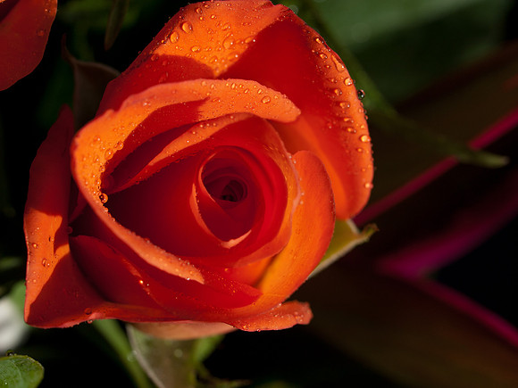 20110205-Flower-P2050363