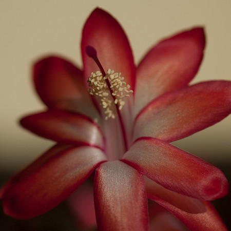 20111126-Cactus-PB262793