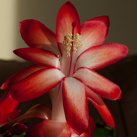 20111126-Cactus-PB262785