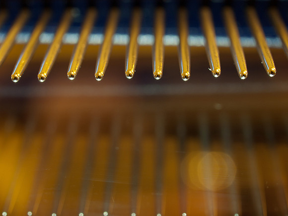 20110312-Macro-P3121327