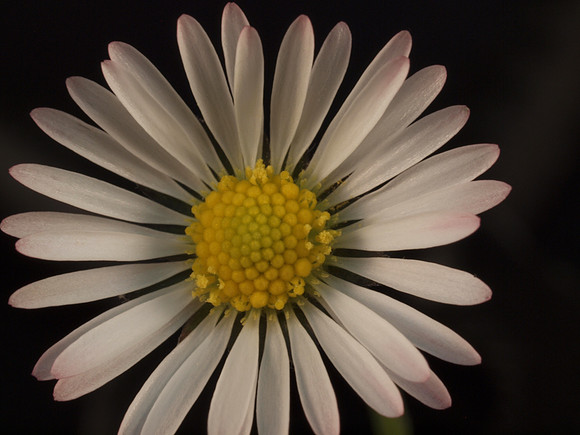 20110522-Macro-Q5220981