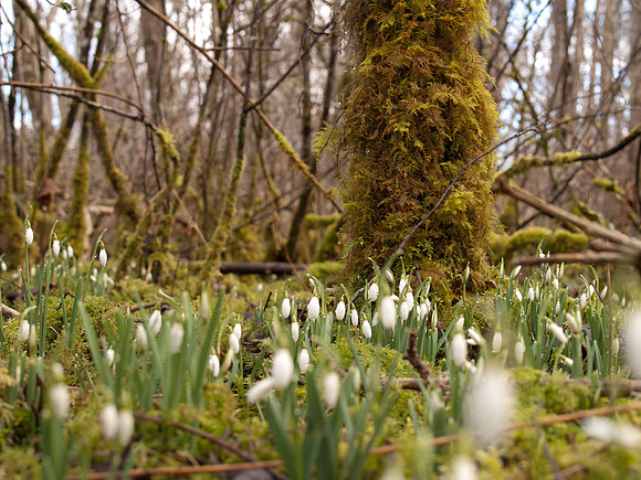 20110212-Urquhart Bay Woods-P2120461