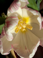20110205-Flower-P2050371