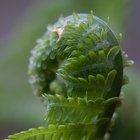 20110416-Garden-P4162193